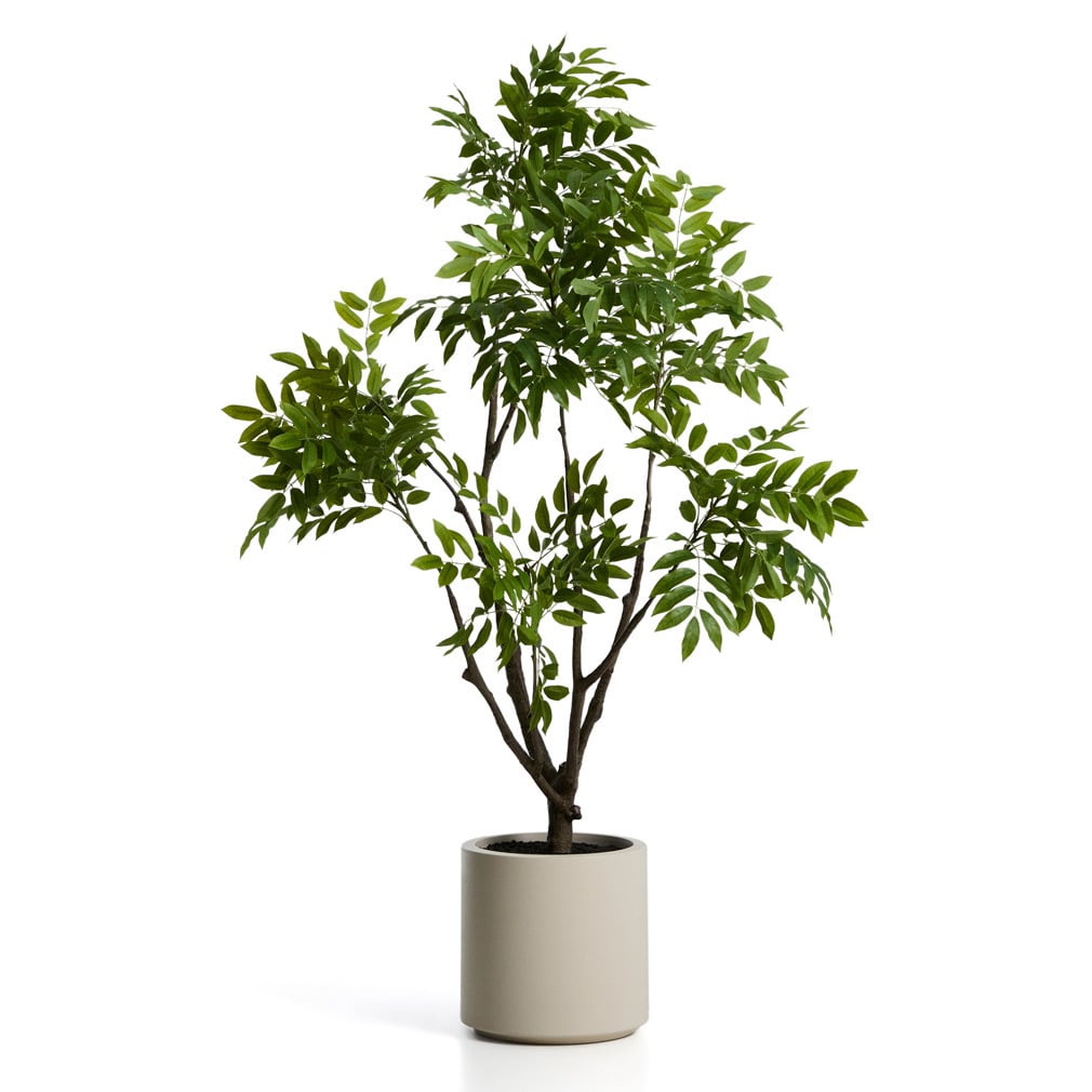 Rhus-tekokasvi