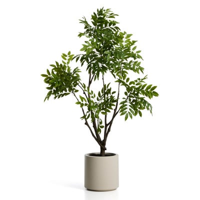 Rhus-tekokasvi