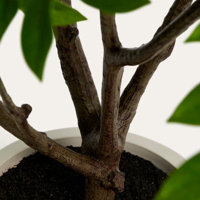 Rhus-tekokasvi